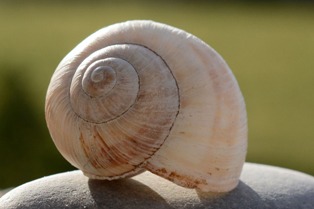 Clam